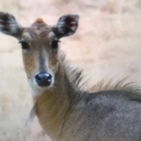 Meet your Posher, Morgan - Picture 1 of 1